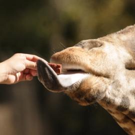 Zoos: Confinement or Conservation?