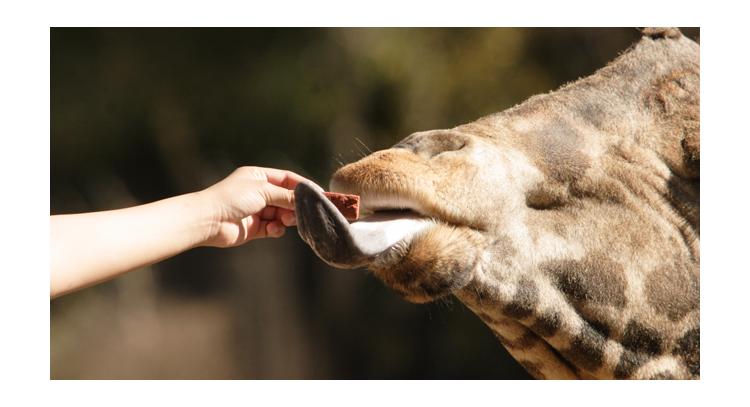 Interaction between a giraffe and a child—something that is allowed in some zoos, but generally not encouraged. Photo courtesy Ian Vorster.