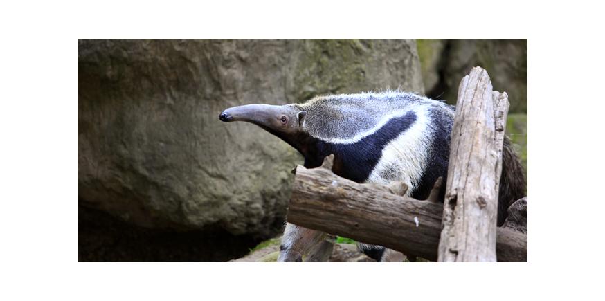 An anteater in an AZA regulation enclosure still paces monotonously to and fro. Photo courtesy Ian Vorster.