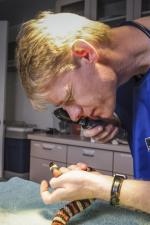A zoo vet examines a corn snake in a well-equipped zoo surgical suite. Courtesy Ian Vorster. A zoo vet examines a corn snake in a well-equipped zoo surgical suite. Courtesy Ian Vorster.