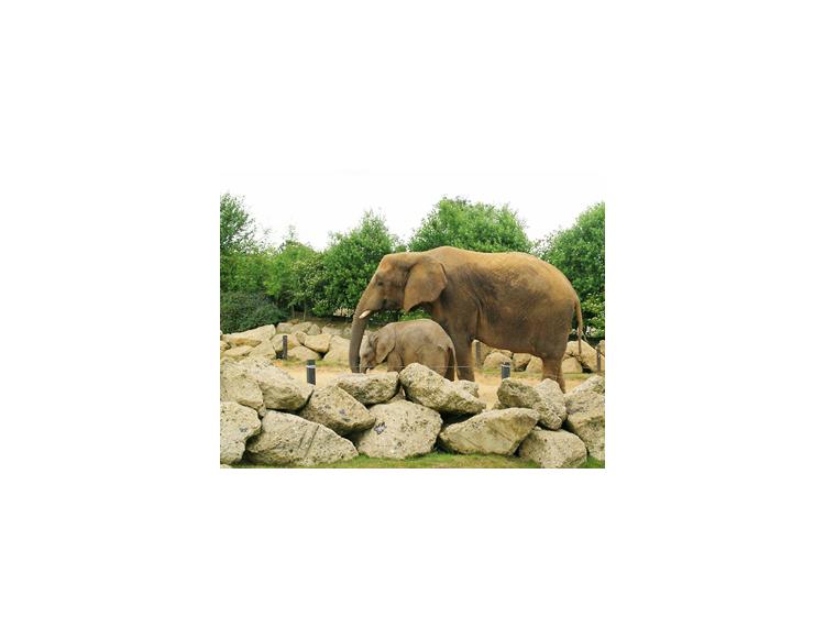 An elephant cow and calf in the Colchester Zoo in the UK. These are the most difficult animals to create a healthy habitat for. Photo licensed under Creative Commons Share-Alike 2.0 license courtesy of Nat Bocking. An elephant cow and calf in the Colchester Zoo in the UK. These are the most difficult animals to create a healthy habitat for. Photo licensed under Creative Commons Share-Alike 2.0 license courtesy of Nat Bocking.