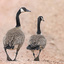 canadageese_walk_8584_2_1