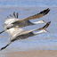 crane_duet1_5971_2_1
