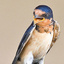 barn_swallow_b_3705_2_1