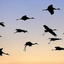 crane_silhouettes_2398_2_1