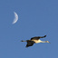 crane_moon_2209_2_1