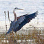 heron_7807_2_1