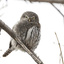 pygmy_owl_5724_2_1