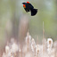 redwing_blackbird_9138_2_1