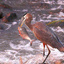 heron_fish_2_1