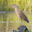 night_heron_5373_2_1