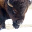 Bison