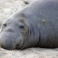 Elephant seal