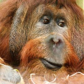 Indonesian Sustainable Palm Oil