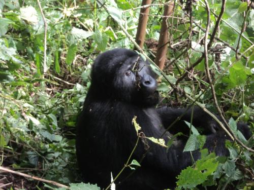 Gorilla Tourism 4 Gorilla Tourism 4