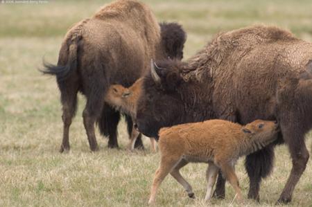 Bison of Yellowstone 1 Bison of Yellowstone 1
