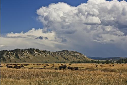 Bison of Yellowstone 2 Bison of Yellowstone 2