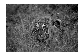 In Predatory Light 1 In Predatory Light 1