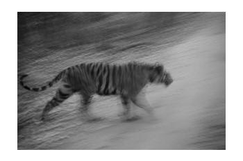 In Predatory Light 3 In Predatory Light 3