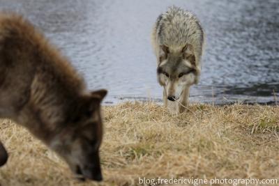 Frederic Vigne Wolves Frederic Vigne Wolves