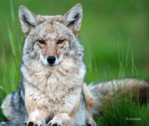 JonJacobs Coyote JonJacobs Coyote