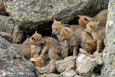 Sandy Sisi Pups Sandy Sisi Pups