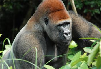 Photo courtesy of Pierre Fidenci. Photo courtesy of Pierre Fidenci.