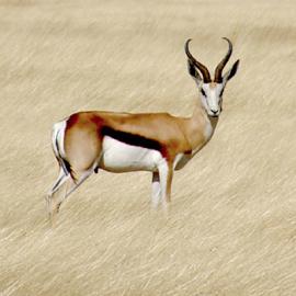 The Kgalagadi Transfrontier Park