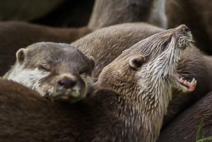 River Otters Yawn