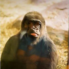 Studying Visitors at the Gorilla Exhibit