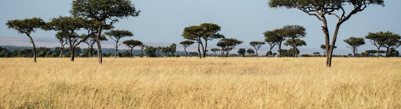 Savannah grass and trees - photo by David Clode Savannah grass and trees - photo by David Clode - photo by David Clode