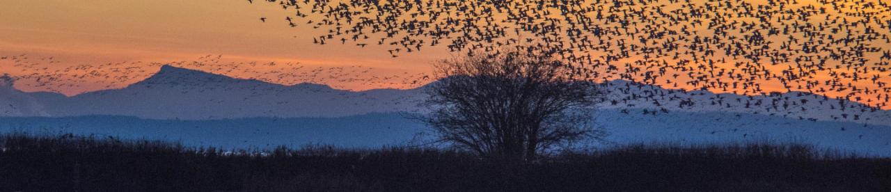 Birds, tree, mountains at sunset - photo by Lesly Derksen Birds, tree, mountains at sunset - photo by Lesly Derksen - photo by Lesly Derksen