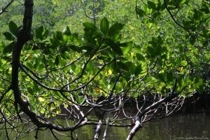 Florida Everglade Florida Everglade