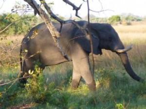 Elephant in Botswana Elephant in Botswana
