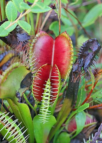 Venus Fly Trap