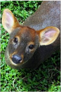 Pudú