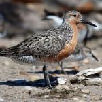 Red knot Red knot