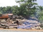 Illegal logging