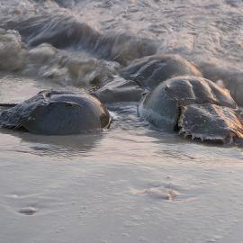 The Delicate Balance of Species Dependence