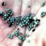 horseshoe crab eggs horseshoe crab eggs