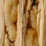 Emerald beetle larva