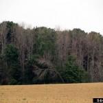 Ash trees killed by Emerald beetle