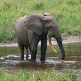 New Protection for the Heart of the Congo