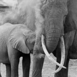 Saving the African Elephants