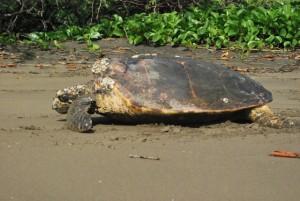 Hawksbill Hawksbill