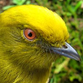 Birdwatching: A Growing Industry in Post-Conflict Colombia