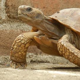 A Conservation Success Story: Reserva Monte Mojino